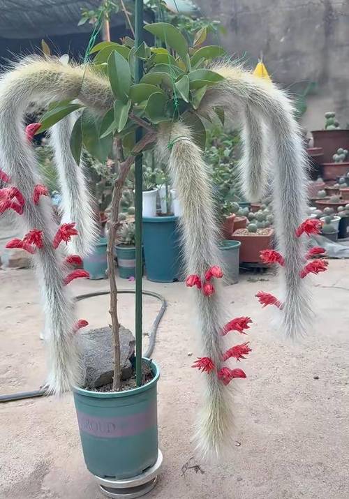 九尾狐花缩略图