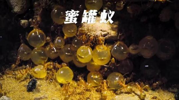 蜜罐蚁肚子变大过程