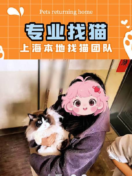 500以下的找猫团队