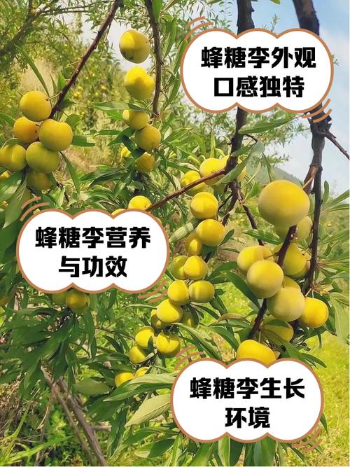 蜜蜂李子多少钱一斤