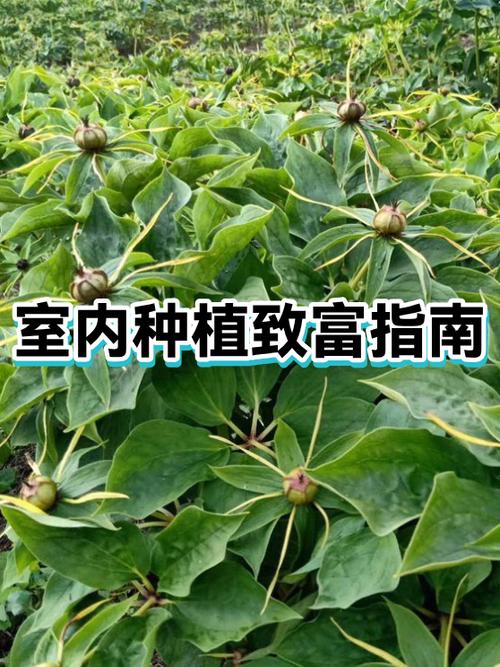 我有六亩地种什么最挣钱缩略图