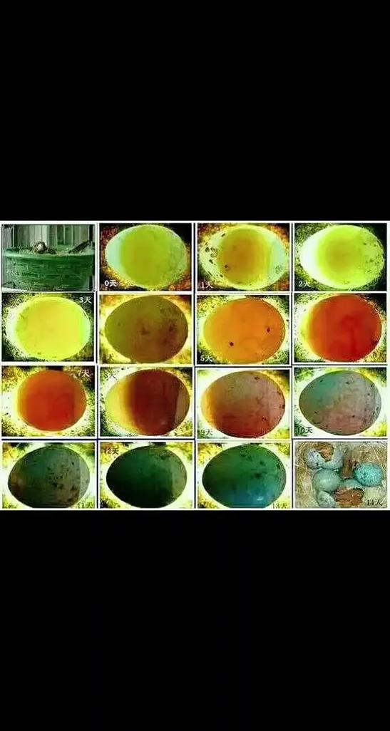 鸟蛋孵化过程照蛋图