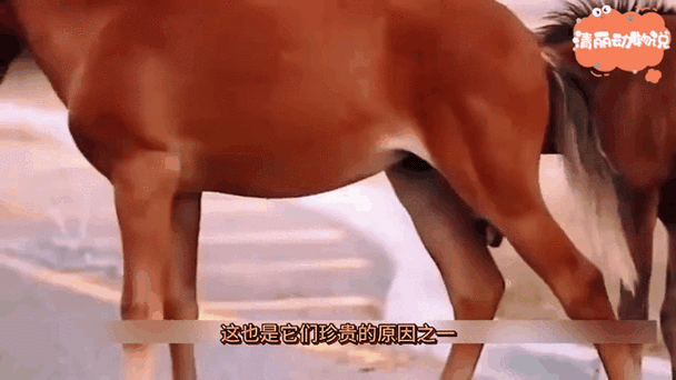 汗血宝马配种视频高清