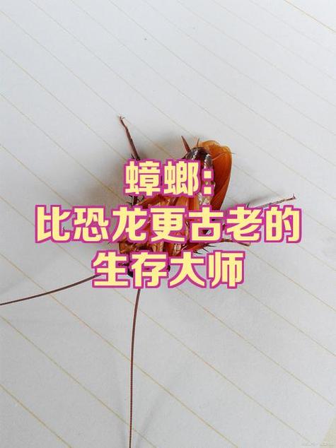 蟑螂自动消失诀窍缩略图
