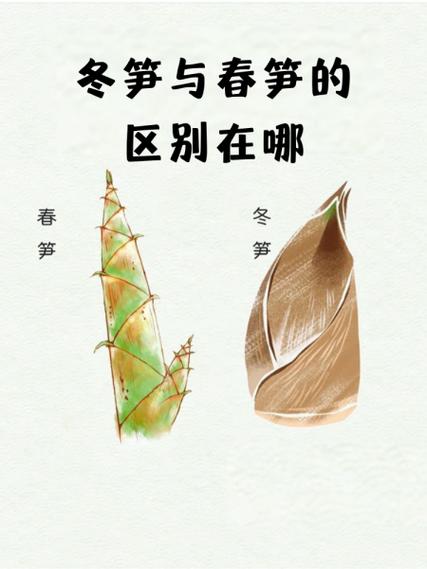 竹笋是一年四季都会长吗