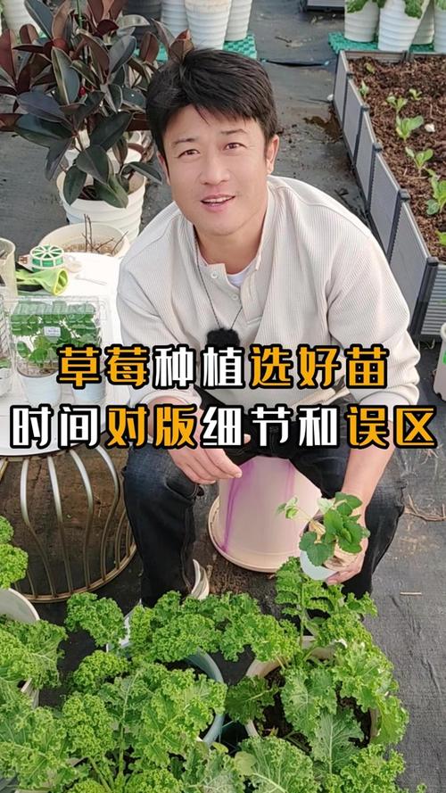 被种草莓找什么借口