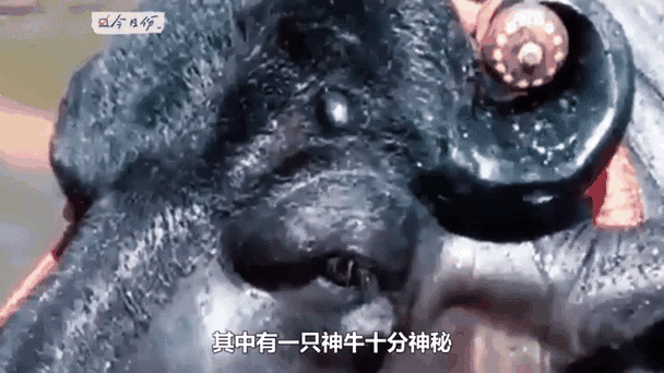 价格超乎你的想象