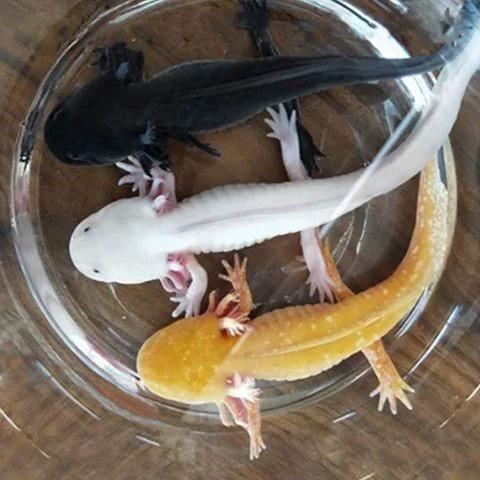 观赏六角恐龙鱼