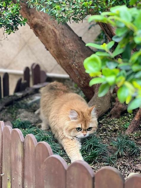 猫刚接回家躲起来