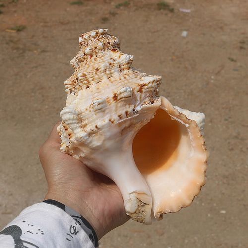 海螺号角