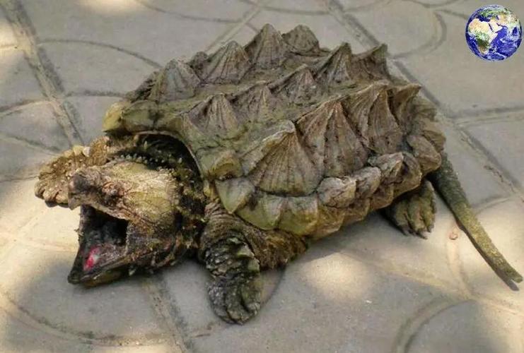 主角有一只鳄龟的小说