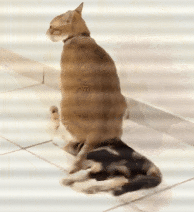 猫咪段子安卓版下载