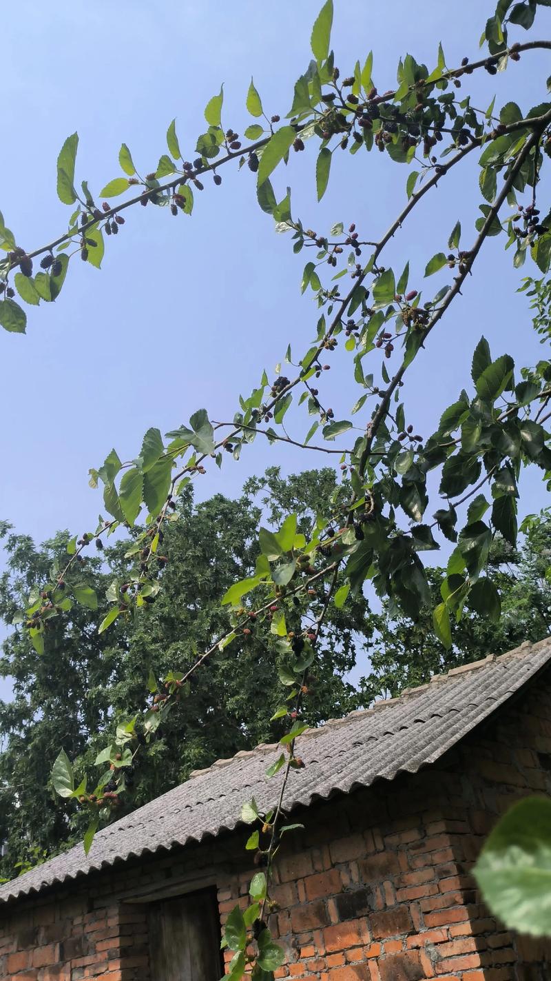桑满农家截图