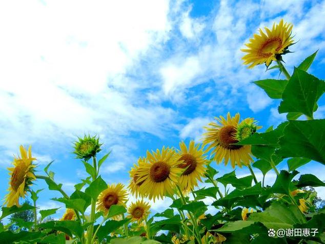 2020绽放的向阳花宝鸡站