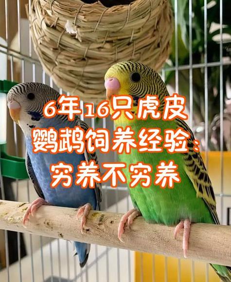 养虎皮鹦鹉是养两只好还是一只好游戏截图