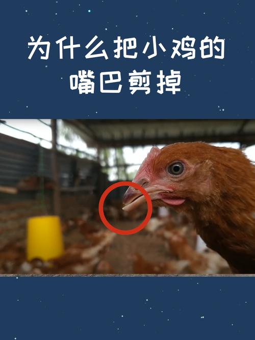鸡嘴可以用剪刀剪吗截图