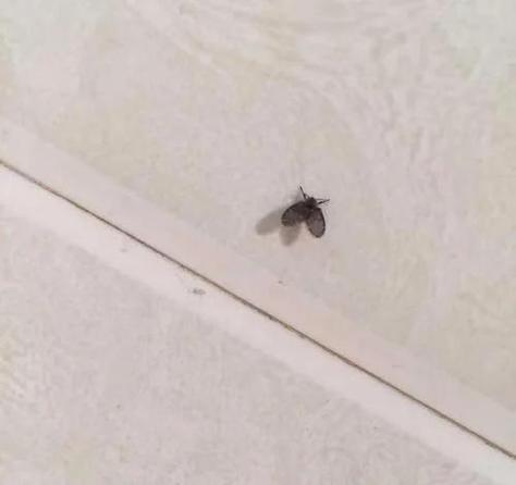 蛾蚋消灭最有效的方法