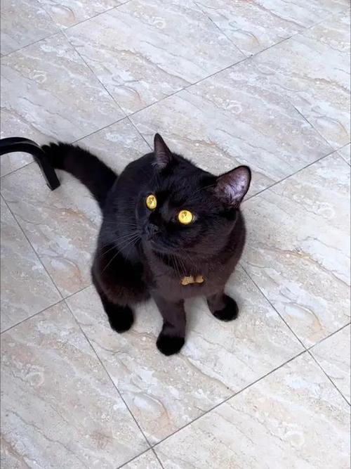 真正的玄猫