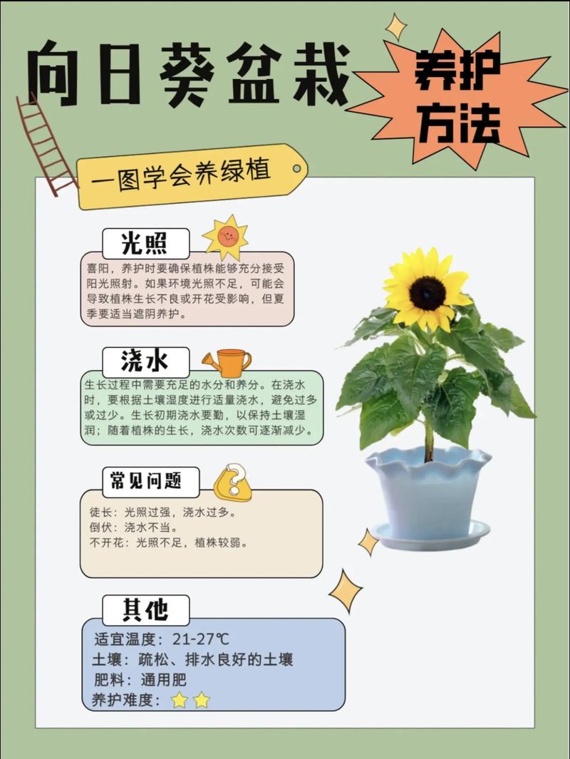 向日葵的栽培条件缩略图