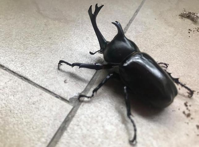 独角仙幼崽