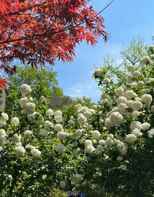 赏花悟花