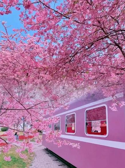 四川樱花最出名的三个地方
