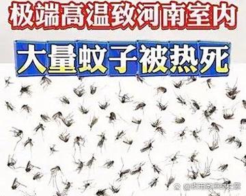 抖音蚊子叫是什么歌