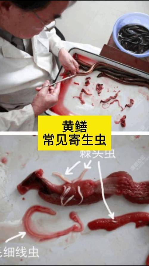 寄生虫寄生缩略图