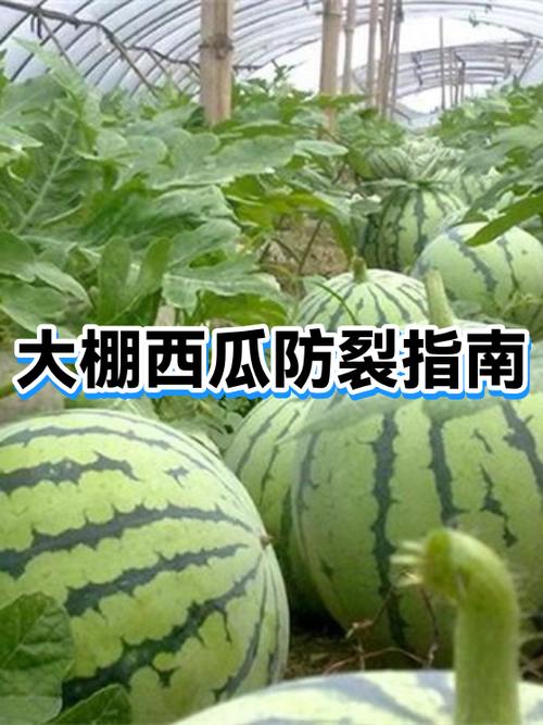 怎么防止西瓜爆裂