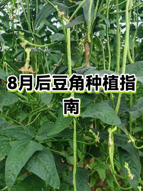红豆角种植时间和技术