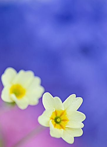 樱花草手机铃声截图