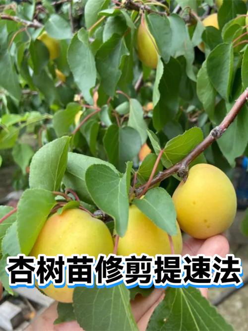 杏树掐尖的最佳时间
