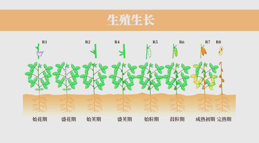 大豆的生长期是多少天