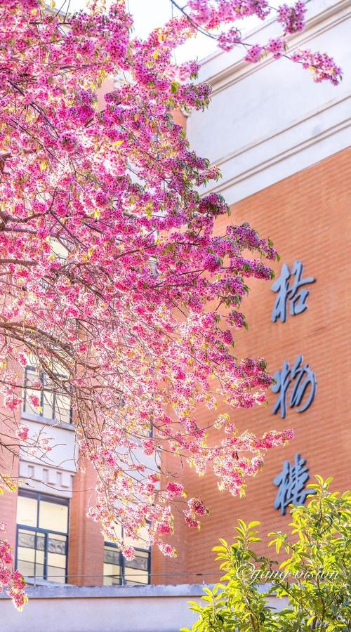 粉红校园百度