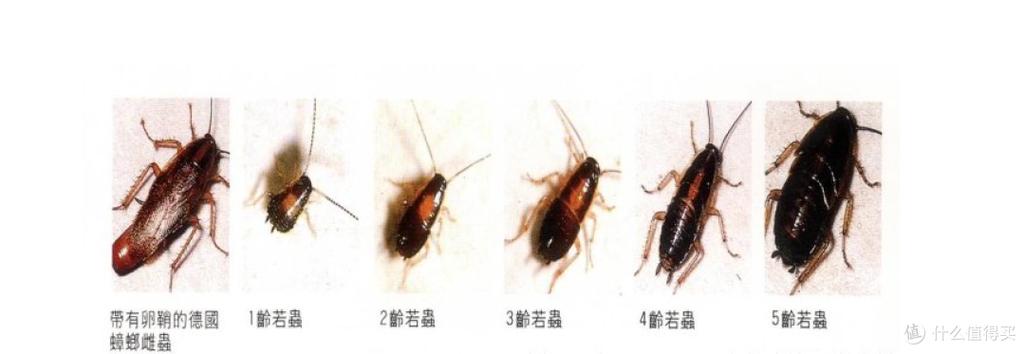蟑螂怎么消灭最彻底最快最有效截图