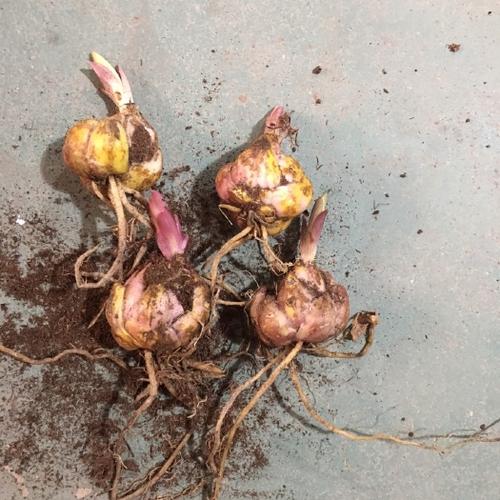 种球花卉有哪些
