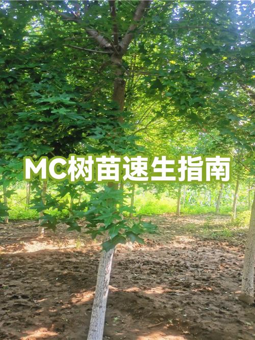 我的世界让树苗快速长大的指令