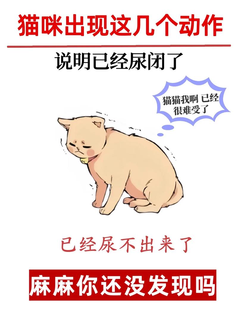 猫尿失禁是不是要死了