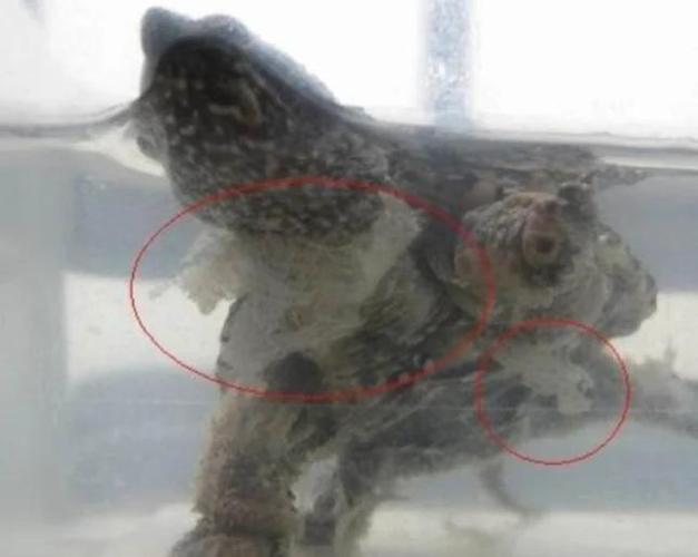 乌龟水霉病怎么治最快