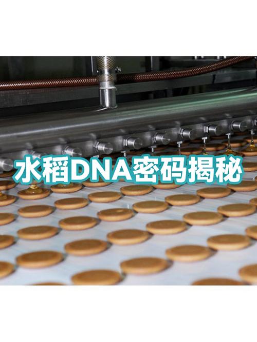 我的世界dna提取器怎么用