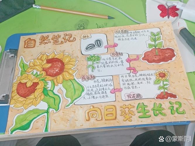 向日葵生长期多少天