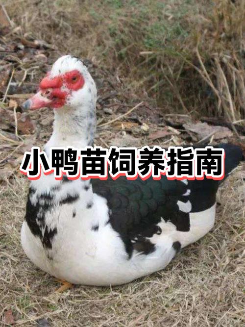 小鸭的饲养方法缩略图