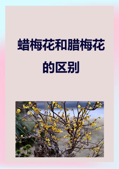 蜡梅还是腊梅