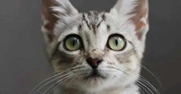 车库养猫见不到太阳可以吗