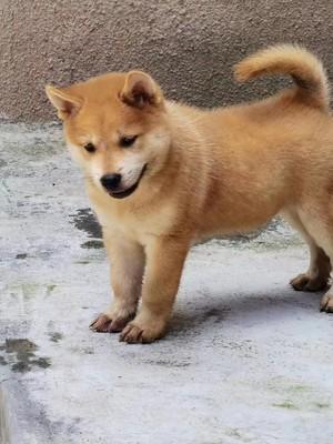 广西田园犬 纯种