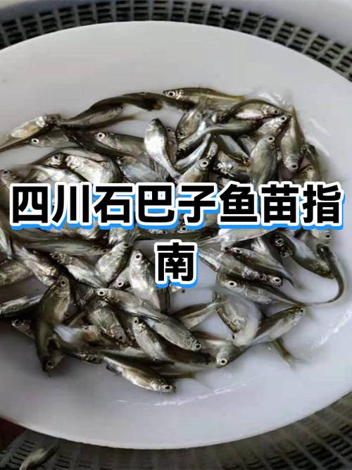 四川石巴子鱼养殖场