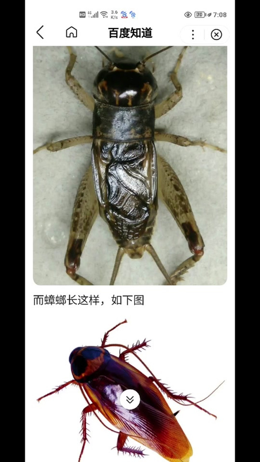 蟑螂和蟋蟀图片对比缩略图