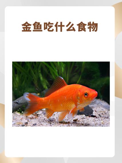 金鱼代表什么