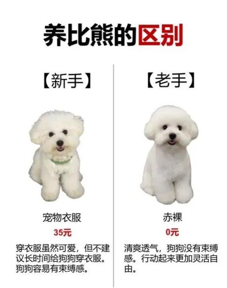 比熊小狗怎么养不易生病