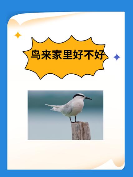 小鸟怎么找到自己的家